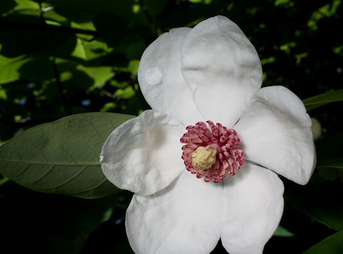 Magnolia Sieboldii